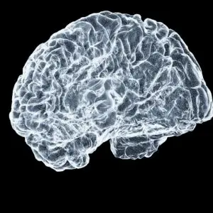 What Happens to the Brain During Addiction