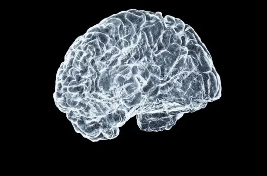 What Happens to the Brain During Addiction